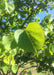 Closeup of heart-shaped green leaf with sun filtering through one half of it.