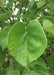 Closeup of a single green heart-shaped leaf.