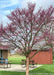 A single trunk redbud in a backyard near a patio, in bloom.