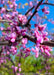 Closeup of a branch with flowers in full bloom. 