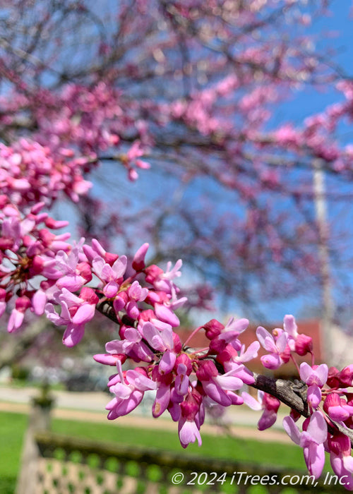 Closeup of small purplish-pink flowers coating a branch.