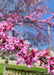 Closeup of small purplish-pink flowers coating a branch.