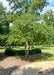 Clump form redbud planted in a front landscape bed near a walkway.