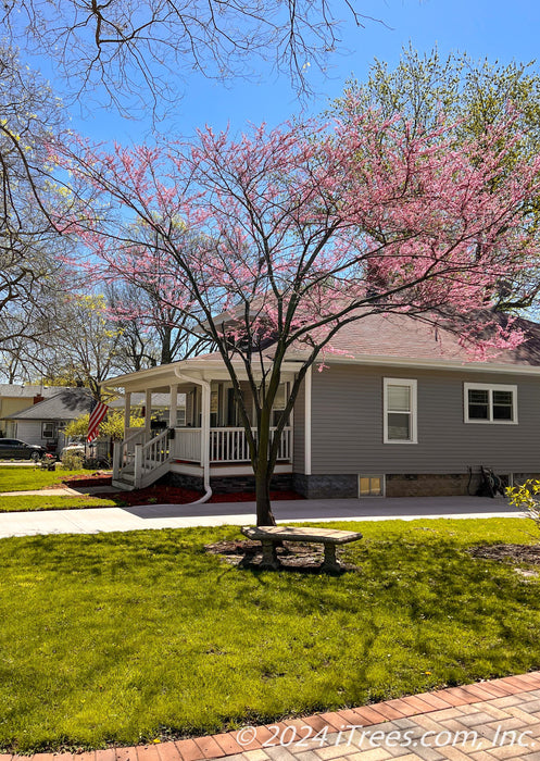 A mature low branched redbud in bloom, planted in a front yard near a driveway.