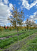 A row of Perkins Pink Yellowwood grow in the nursery with green leaves changing to yellow for fall.