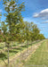 A row of Perkins Pink Yellowwood grow in the nursery with green leaves.