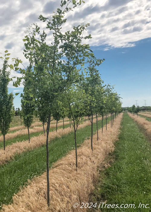 A row of Perkins Pink Yellowwood grow in the nursery with green leaves.