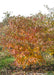 Multi-stem clump form Pagoda Dogwood with fall color growing in the nursery's field.