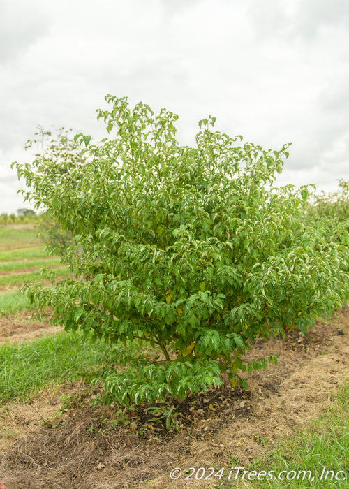 Multi-stem clump form Pagoda Dogwood in the nursery with green leaves.