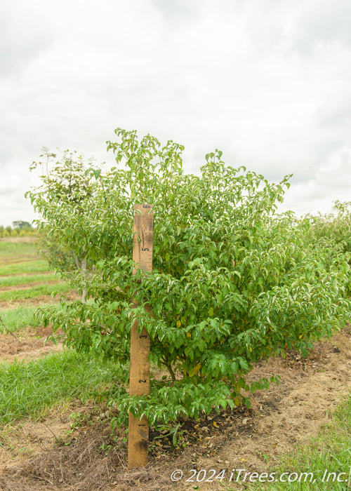 Pagoda Dogwood grows in the nursery with a large ruler standing up next to it to show its height above 6 ft tall.