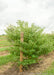 Pagoda Dogwood grows in the nursery with a large ruler standing up next to it to show its height above 6 ft tall.