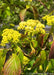 Closeup of small yellow flower buds, green leaves with a red tinge.