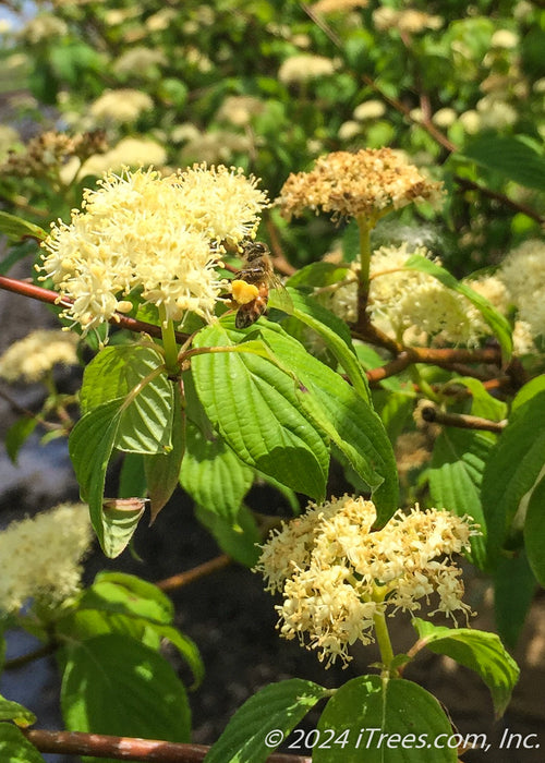 Closeup of a panicle of small white flowers with a yellow bumble bee collecting pollen.