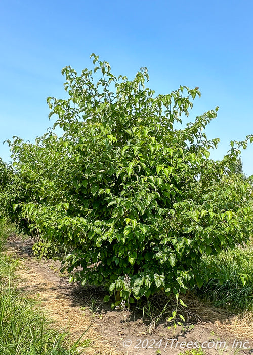 Multi-stem clump form Pagoda Dogwood grows in the nursery with green leaves.