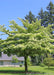 A June Snow Dogwood in a backyard with a full canopy of flowers topping the horizontally spreading branches.