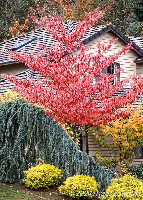 June Snow Dogwood in fall with a canopy full of fire engine red leaves in the fall. Planted in the front landscape of a home, surrounded by other plants.