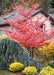 June Snow Dogwood in fall with a canopy full of fire engine red leaves in the fall. Planted in the front landscape of a home, surrounded by other plants.