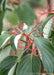 Closeup of red stems that once held blueish black berries, and dark green leaves.