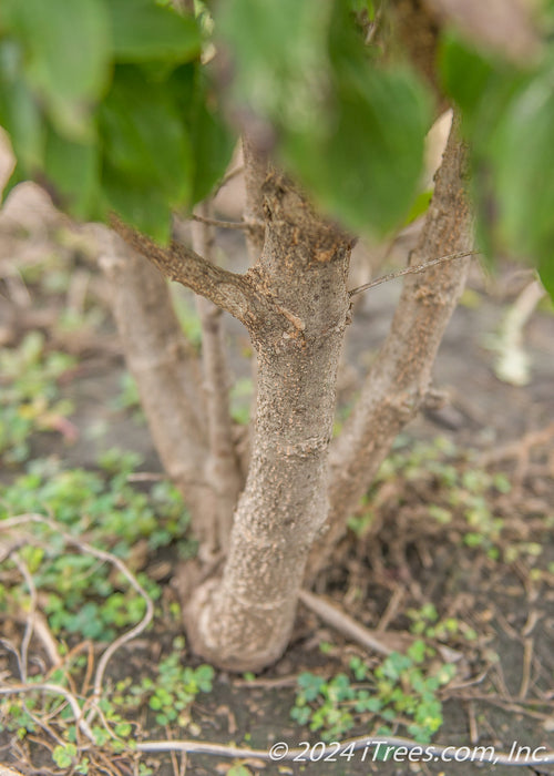 Closeup of clump form trunks.