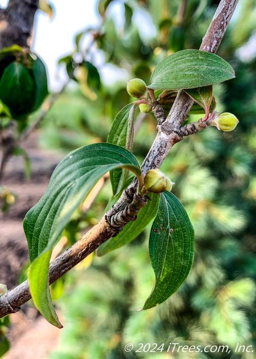 Closeup of bright green leaves.