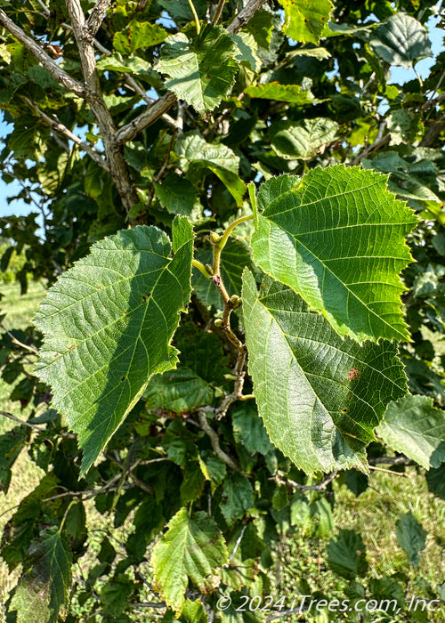 Closeup of large serrated green leaves.