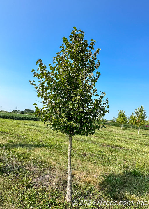 Turkish Filbert with green leaves growing at the nursery.