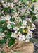 Closeup of bright white flowers with yellow centers and dark green shiny leaves.