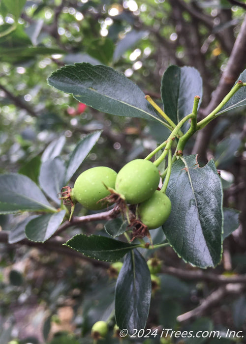 Closeup of newly emerged green fruit and shiny dark green leaves.