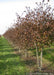 A row of clump form Thornless Hawthorn at the nursery with changing fall color.