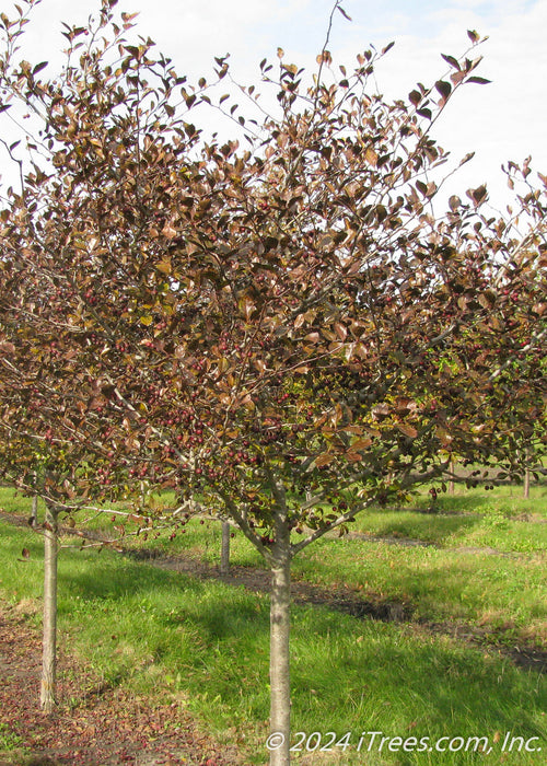 Closeup of a single trunk Thornless Hawthorn in fall.