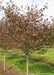 Closeup of a single trunk Thornless Hawthorn in fall.