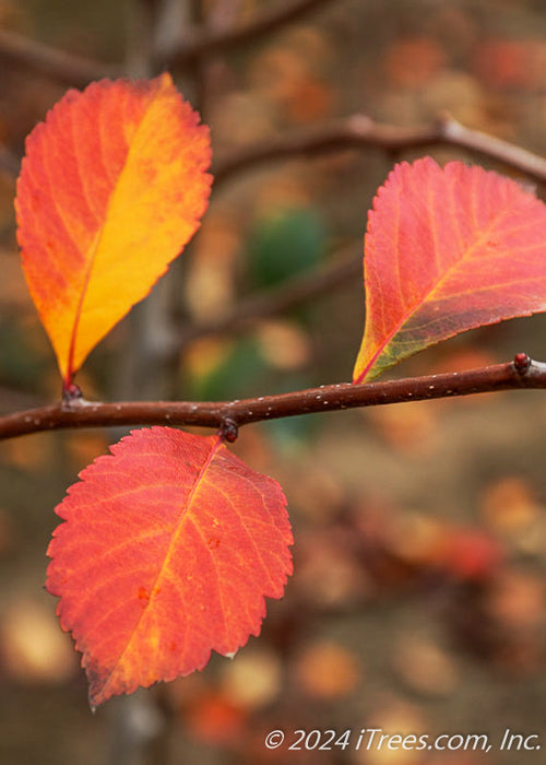 Closeup of bright red-orange and yellow fall leaves.