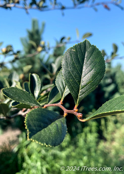 Closeup of shiny green sharply toothed leaves.