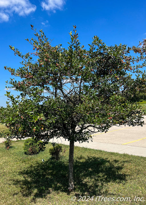 Single trunk Thornless Hawthorn with green leaves planted at a local park.