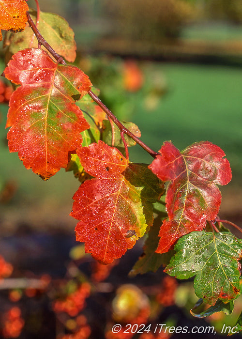 Closeup of shiny leaves with morning dew in fall.