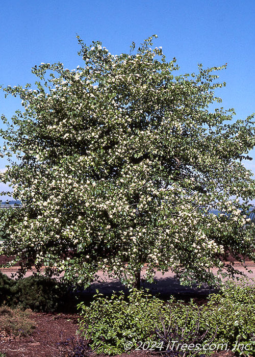 Washington Hawthorn with flowers.