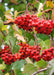 Closeup of bright red fruit.