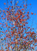 View looking up at the top of the tree's canopy in winter with no leaves and branches coated in red berries.