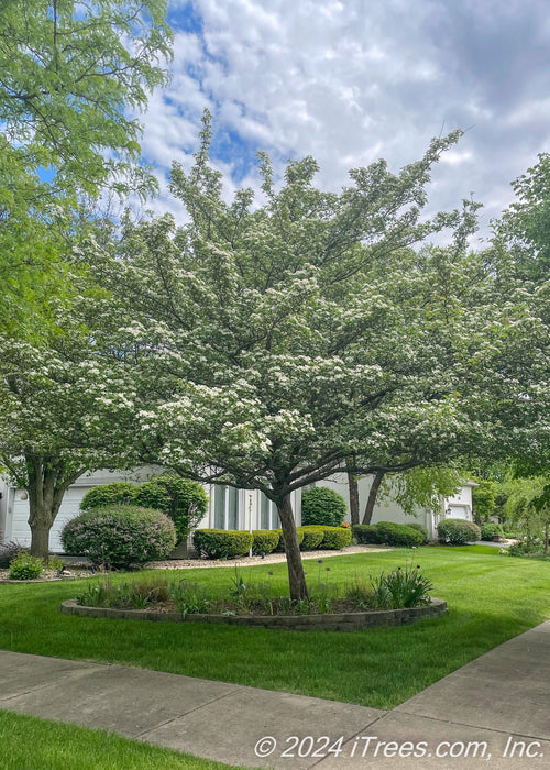 A single trunk Winter King Hawthorn in bloom in a front landscape berm.