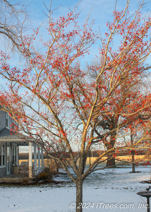 Winter King Hawthorn in winter with no leaves and branches coated in red fruit.