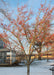 Winter King Hawthorn in winter with no leaves and branches coated in red fruit.