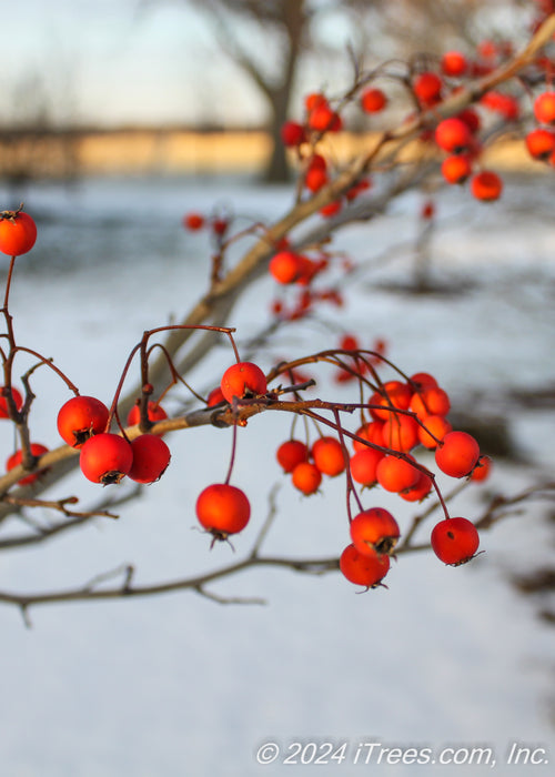 Closeup of red fruit in winter.