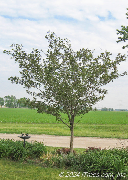 A newly planted Winter King Hawthorn planted in a front landscape bed near a driveway.