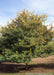 A Winter King Hawthorn in an open area of a yard.