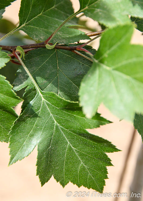 Closeup of dark green sharply pointed leaf.