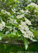 Closeup of large green sharply pointed leaves and crisp white flowers with rounded petals and yellow centers.