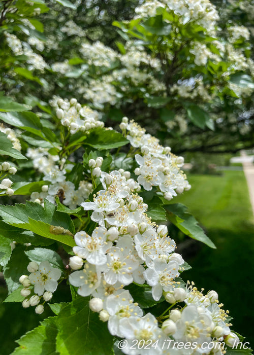 Closeup of large green sharply pointed leaves and crisp white flowers with rounded petals and yellow centers.