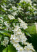 Closeup of large green sharply pointed leaves and crisp white flowers with rounded petals and yellow centers.