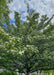 Closeup of the underside of a Winter King Hawthorn's canopy of green leaves and white flowers.