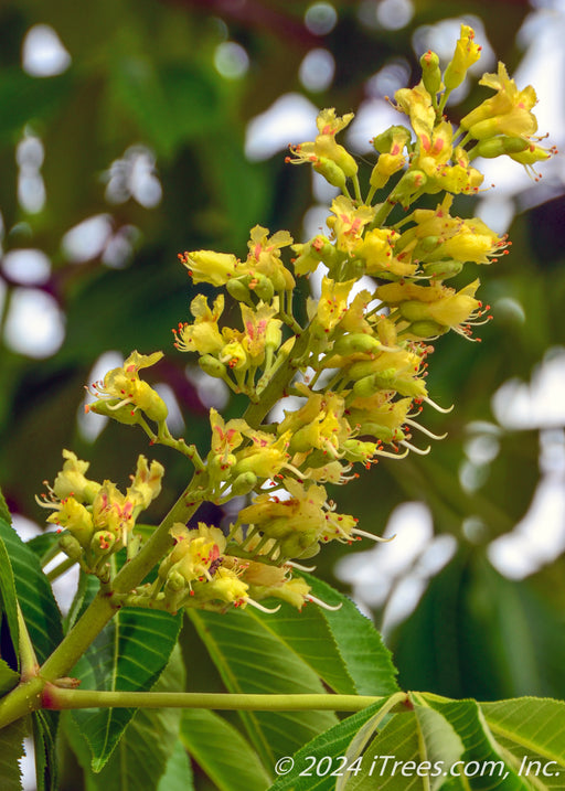 Closeup of a panicle of bright yellow flowers with orange centers.